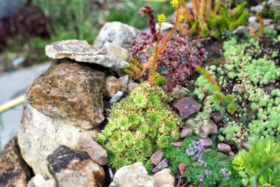 Creating a rock garden: ideas, pictures & instructions