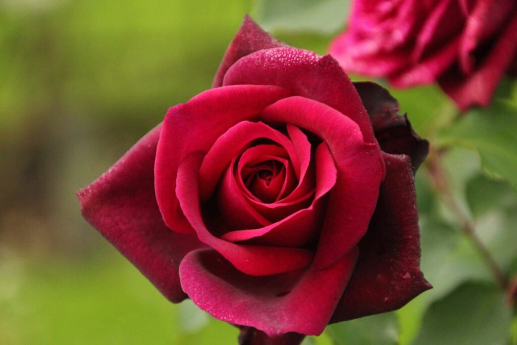 elegant red rose