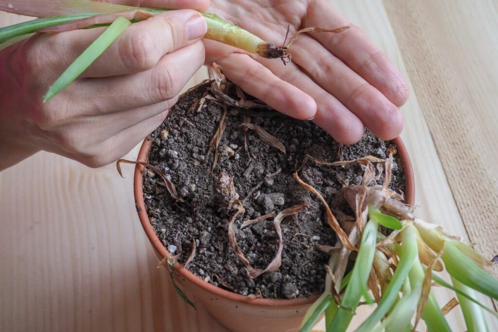 root rot succulents