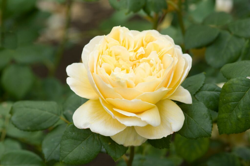 Yellow blossom of the rosa Charles Darwin