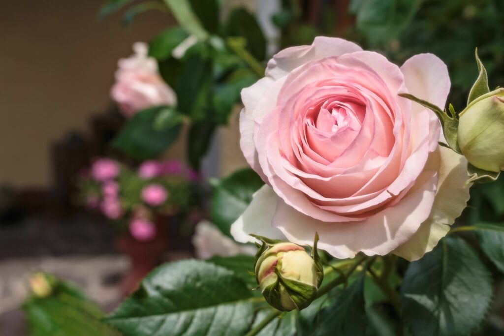 Pink flower of the rosa eden rose 85