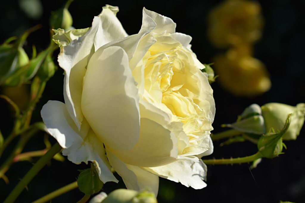 Light yellow blossom of the rosa Elfe