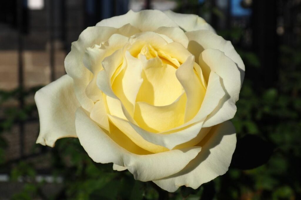 Light yellow blossom of the rosa Elina