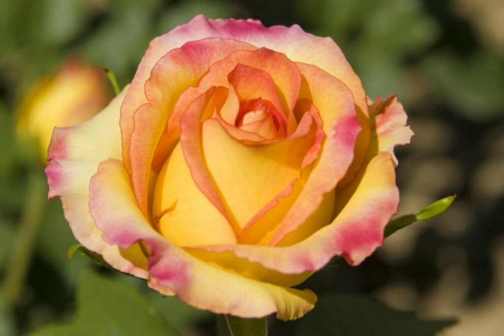 Yellow and pink blossom of the rosa Gloria Dei