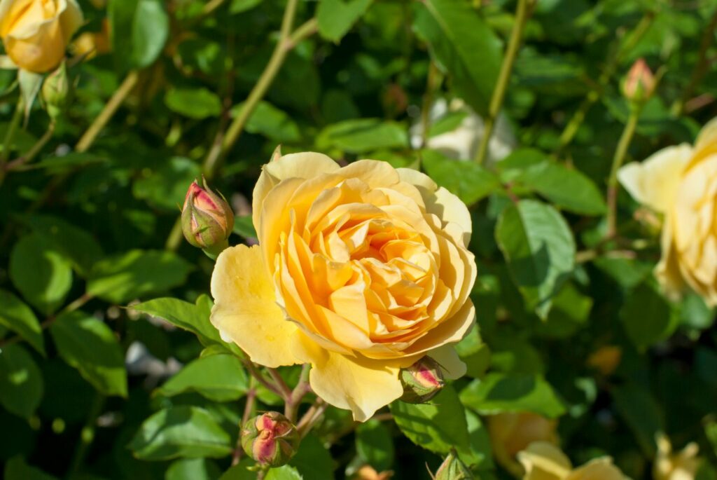 Yellow blossom of the rosa Graham Thomas