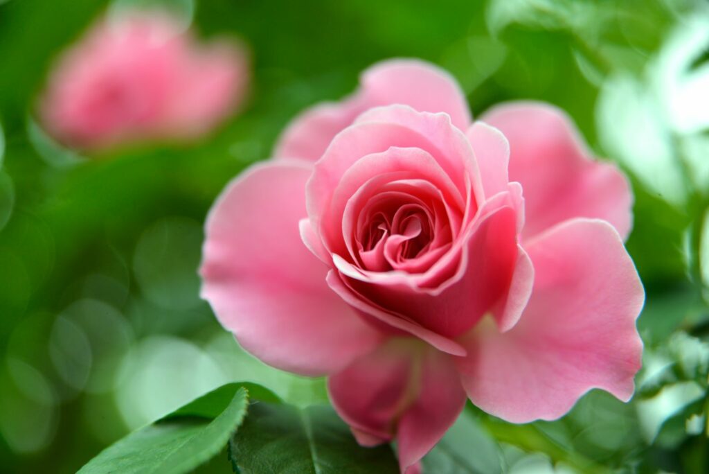 Pink flower of the rosa leonardo da vinci