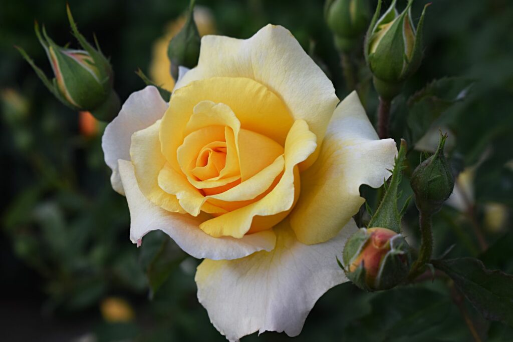Yellow blossom of the rosa Postillion