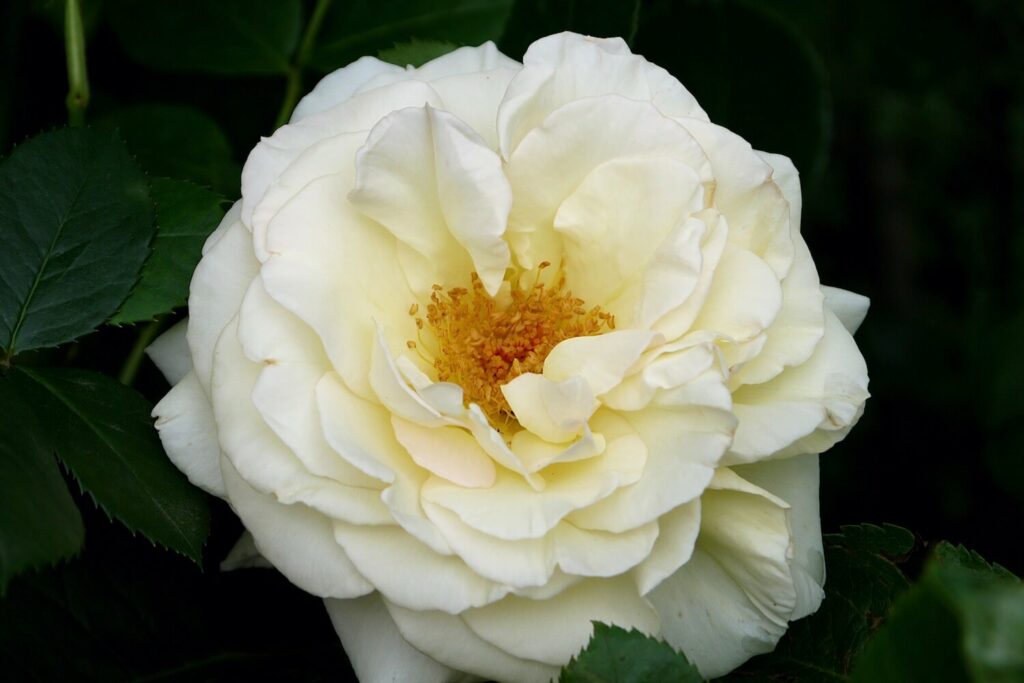 White blossom of the rosa snow waltz