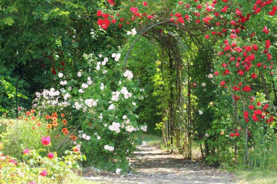 How to create a rose arch: expert tips & suitable varieties