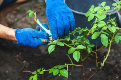 Propagating roses: tips for propagation by seed, cuttings & more