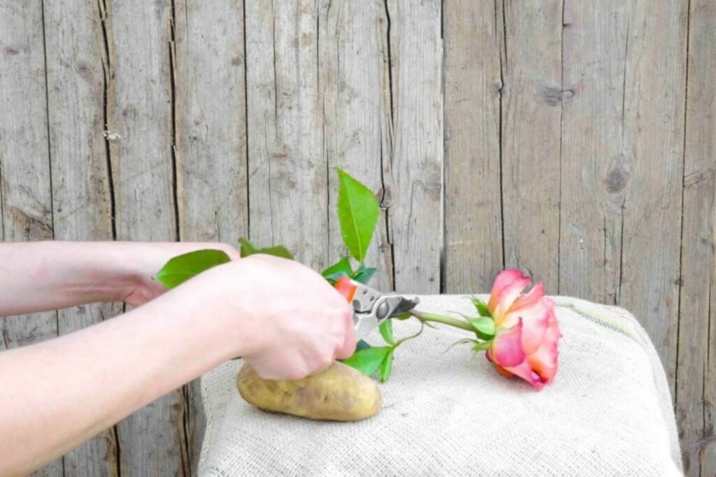 Rose cutting and a potato