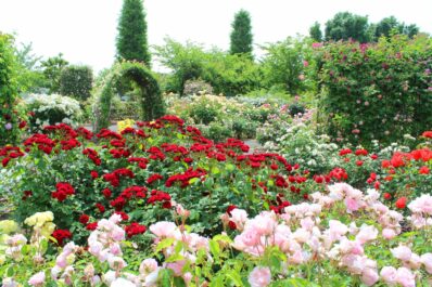 Roses: all about planting, care & varieties of the queen of flowers