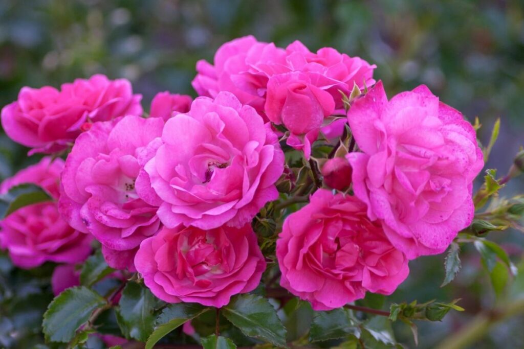 Pink flowers of the heidetraum rose