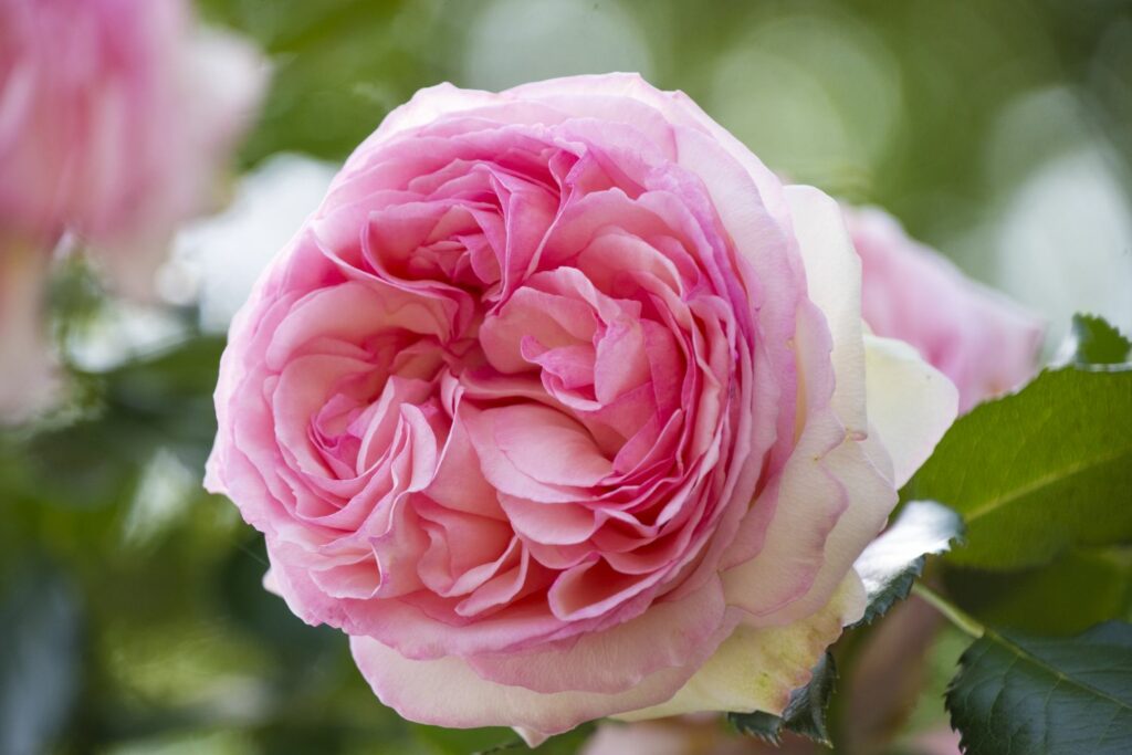 Light pink flower of the jasmina rose