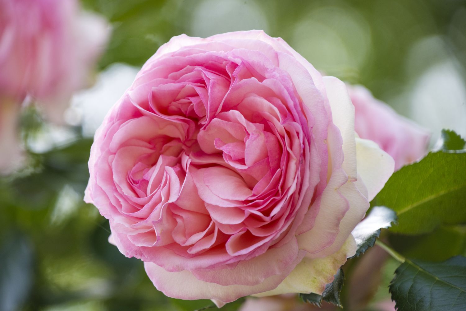 Pink Nice Roses The most beautiful pink roses - Plantura