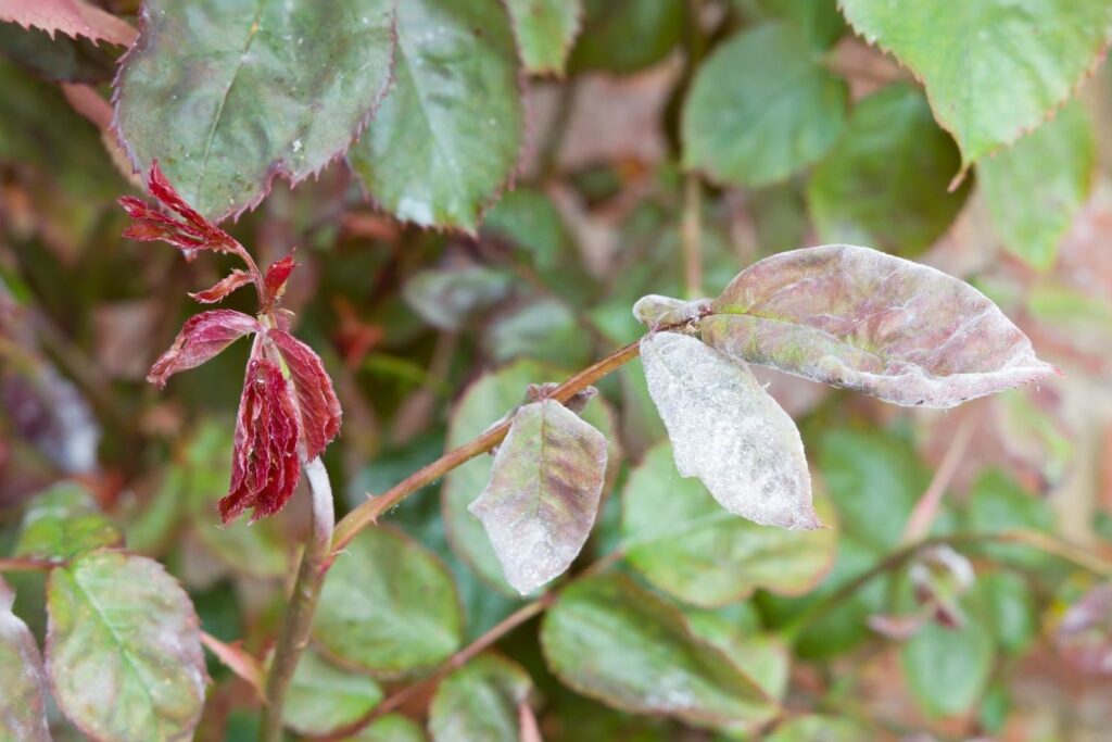 Rose diseases & pests: detect, prevent & combat - Plantura