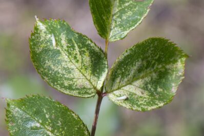 Rose leafhoppers: everything for the natural control of the pest