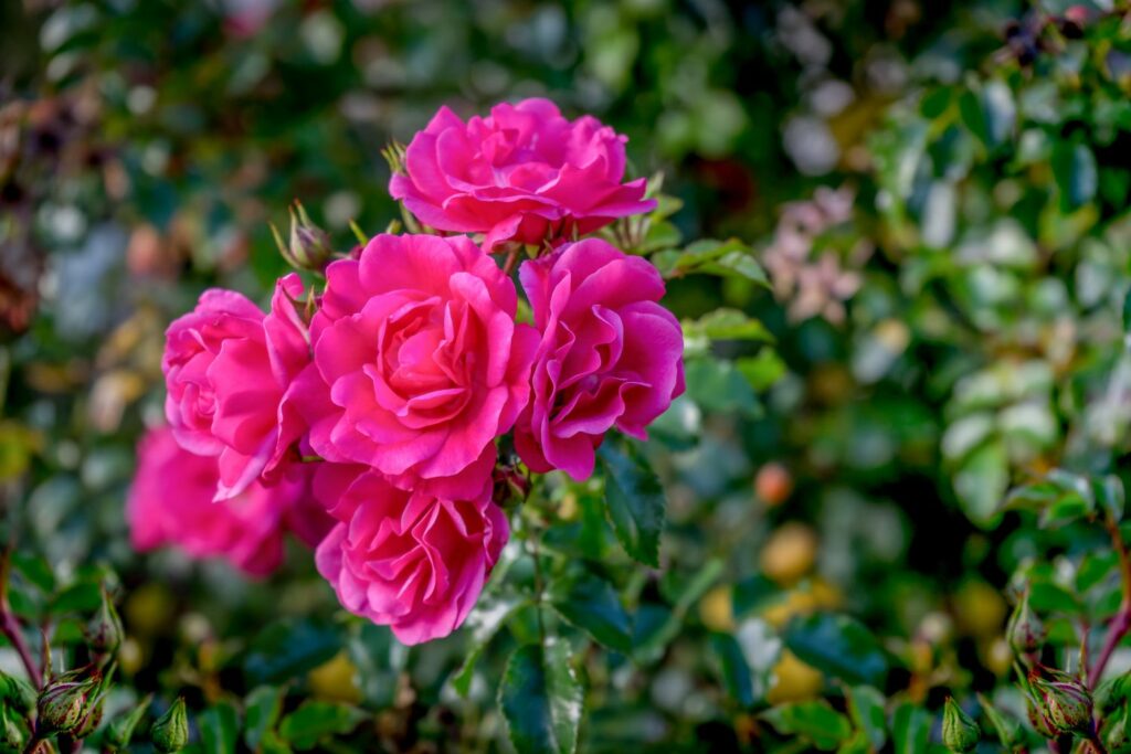 Pink flowers of the maxi vita rose