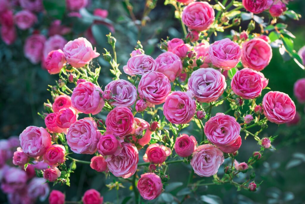 Pink flowers of the pomponella rose