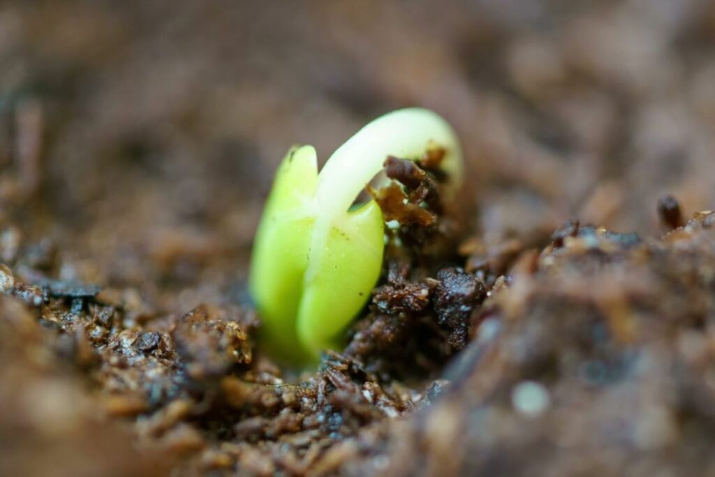 A rose seedling emerging from the seed