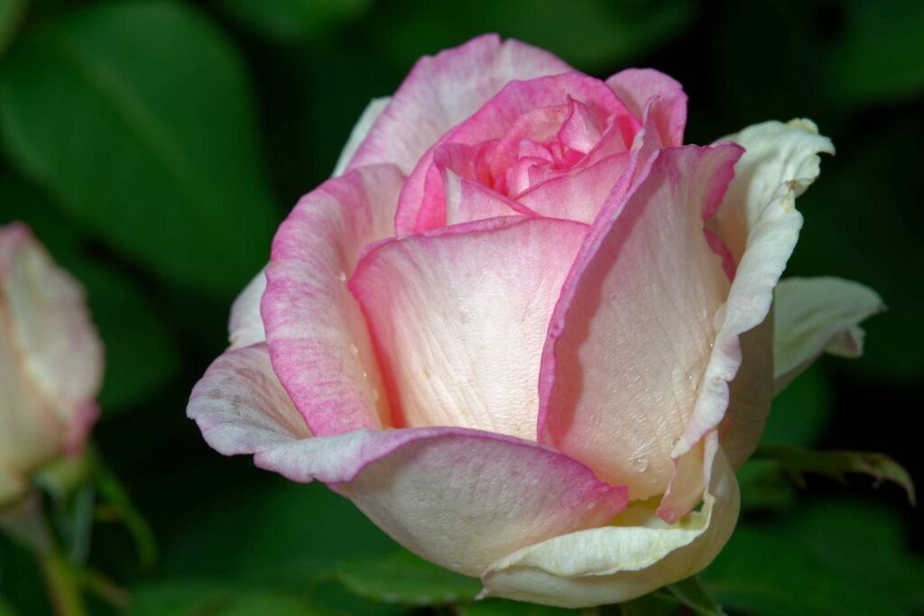 Pink and white flowers of the souvenir de baden baden rose