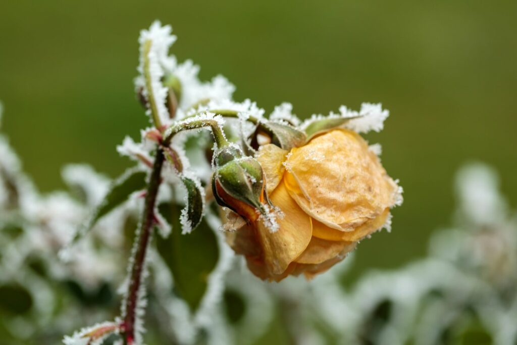 Frost covered yellow rose