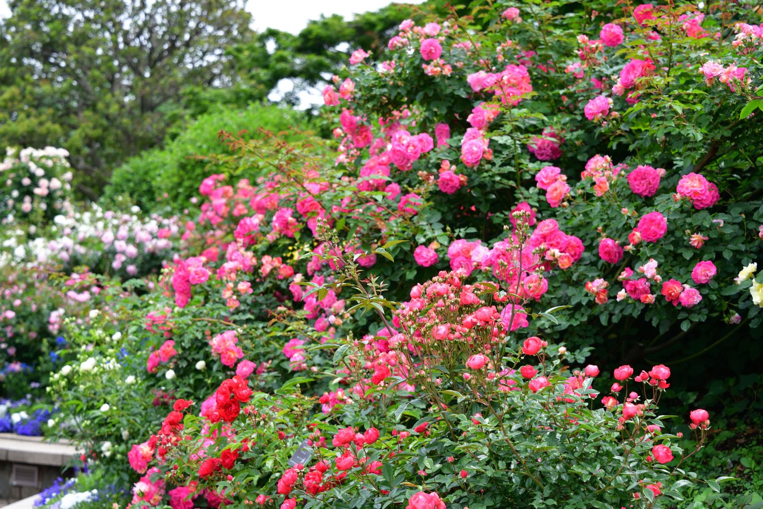 Rose Classification And The Best Types For Your Garden Gardener's Path ...