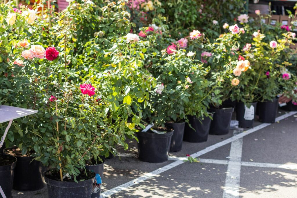 Nursery with roses in containers