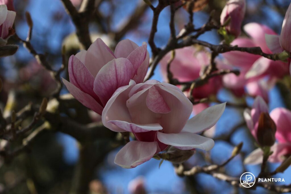 pink saucer magnolia flowers