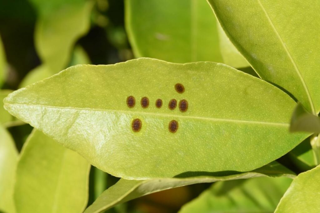 scale insects on a leaf