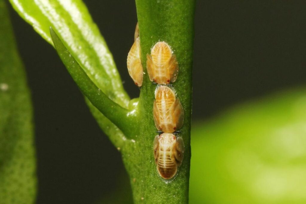 scale insects on a plant