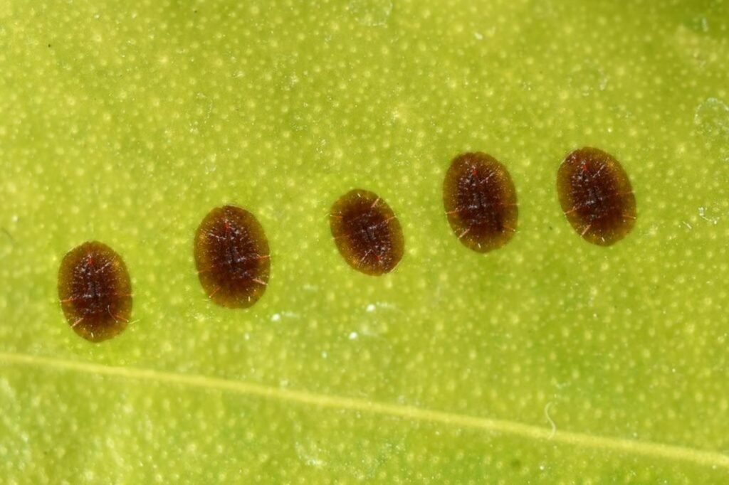 Brown spots on leaf from scale insects