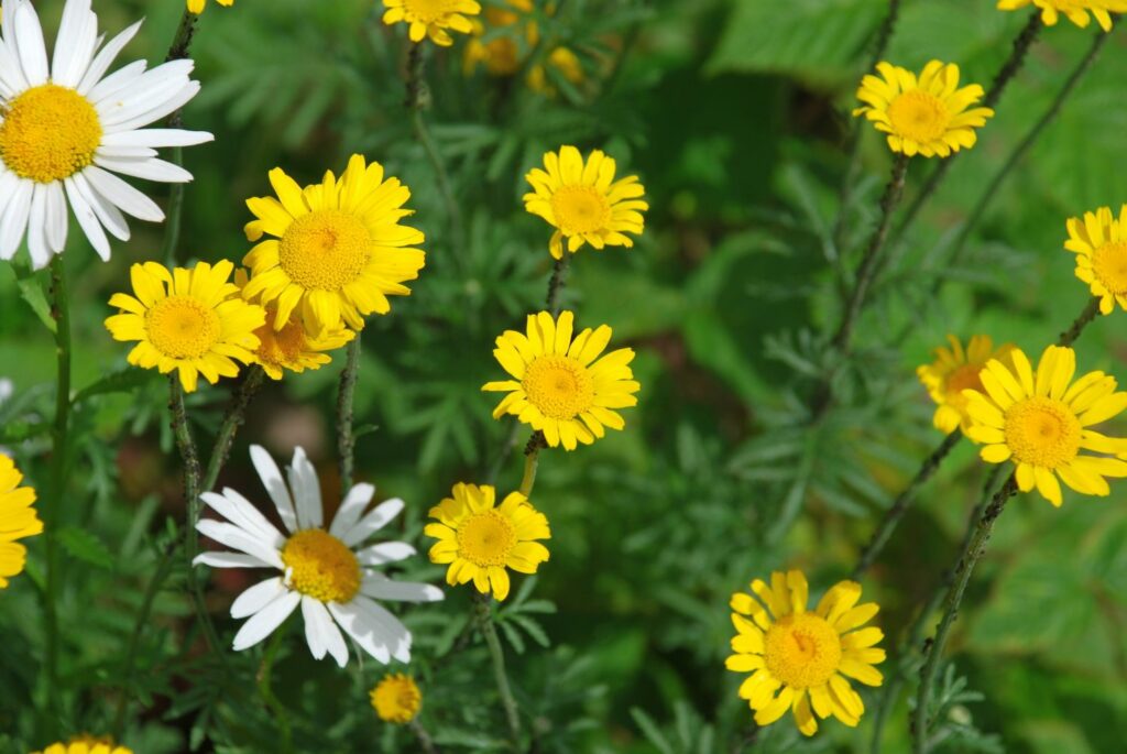 Scentless mayweed and dyer’s chamomile