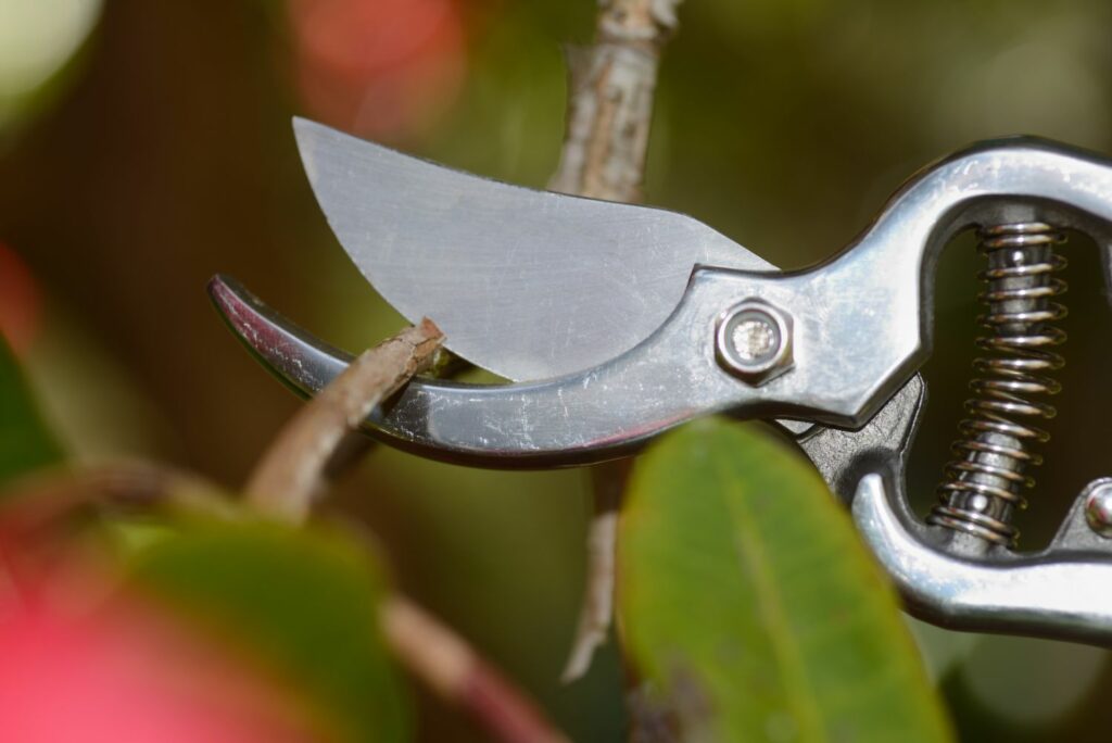 Pruning a rhododendron branch using secateurs