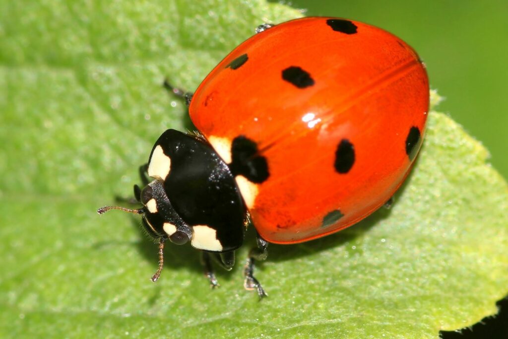 Close up of seven-spot ladybird