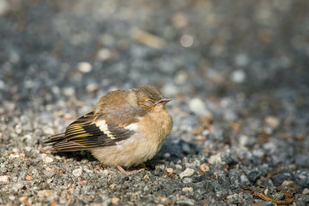 abnormally puffed up chaffinch