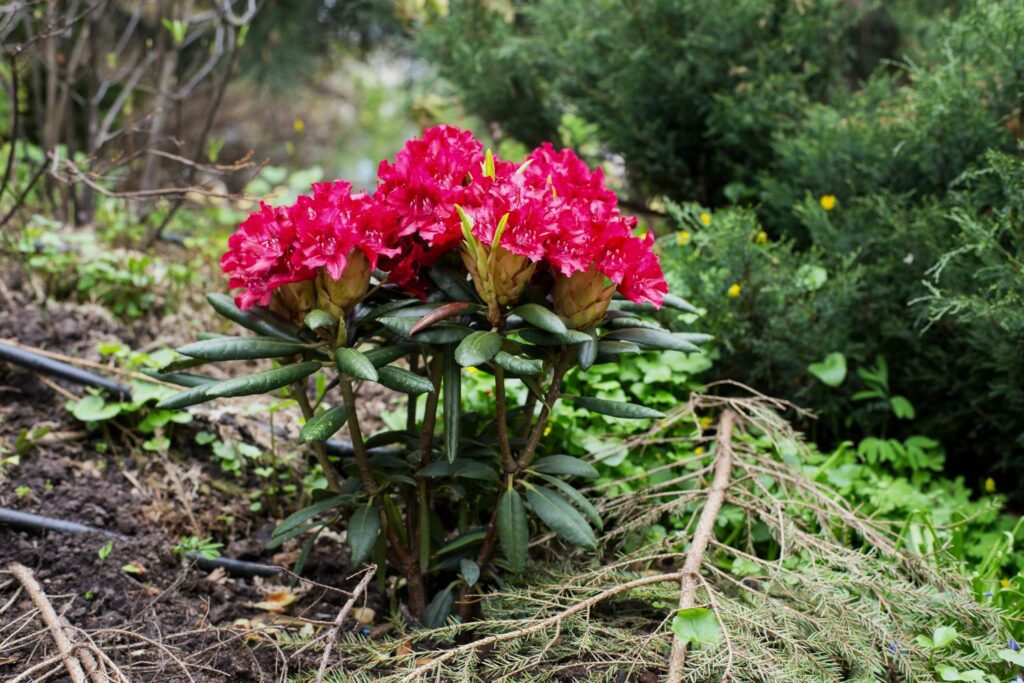 Small pink flowering rhododendron plant