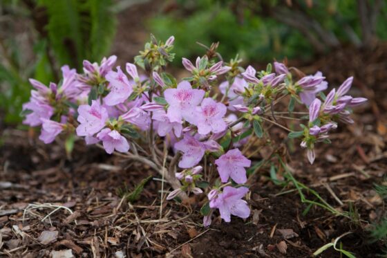 Rhododendron soil: properties & benefits
