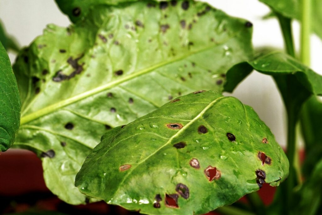 spinach afflicted by leaf disease