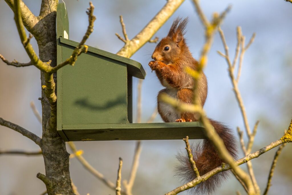 Squirrel sat on a bird house