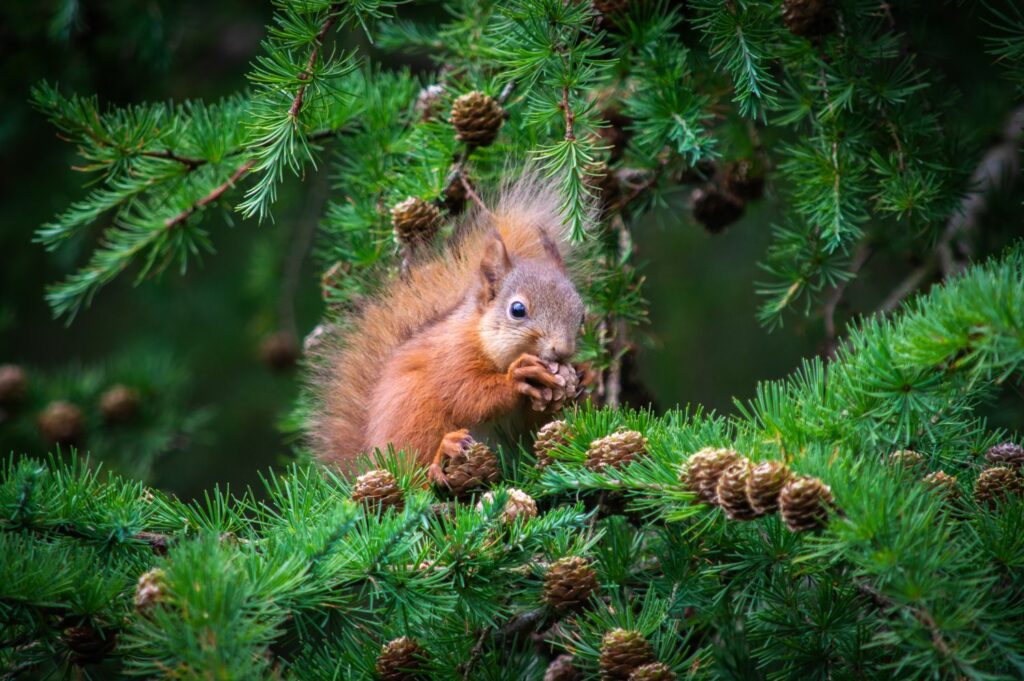 Red squirrel conifer tree