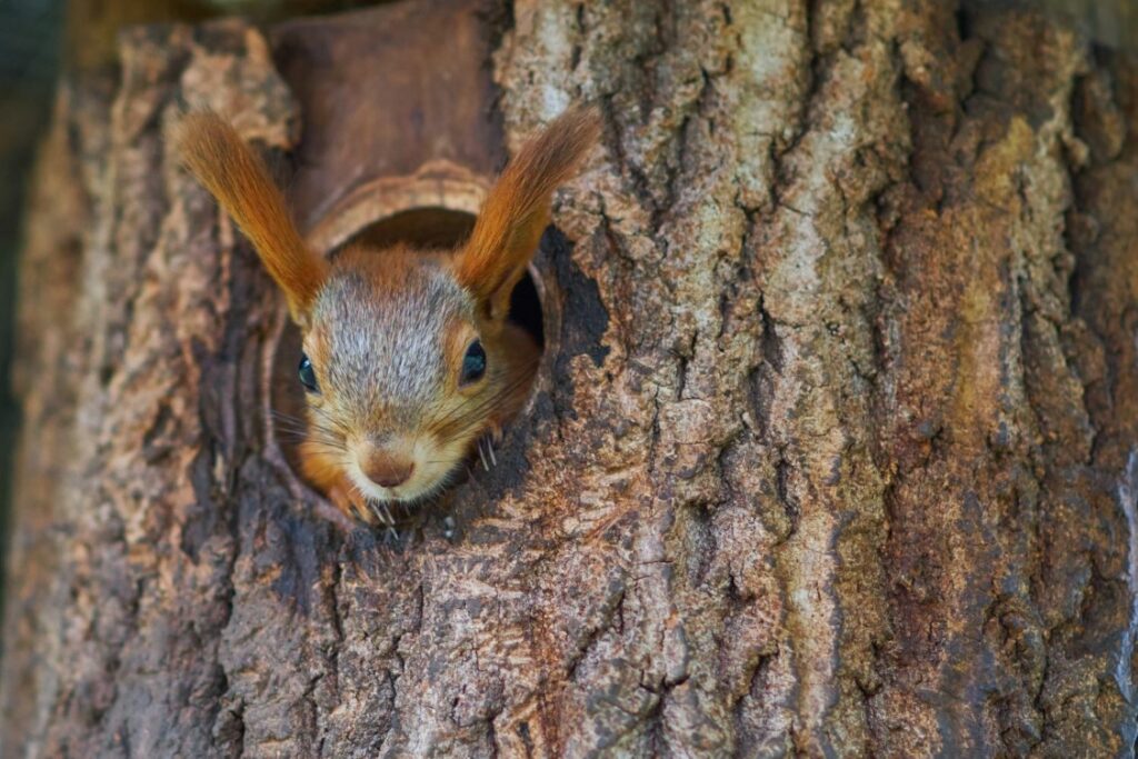 Squirrel poking out of a tree