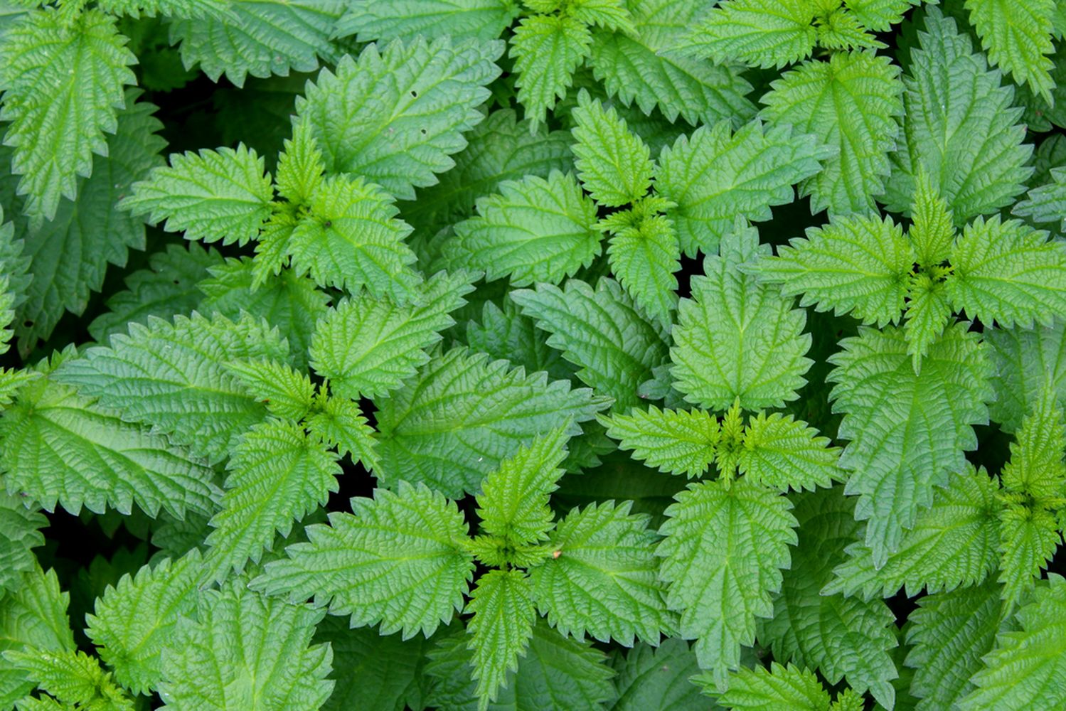 Stinging Nettles Plant