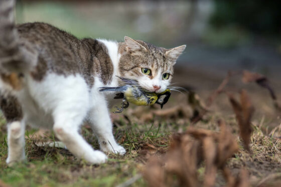 Cats & birds: how to protect garden birds from cats