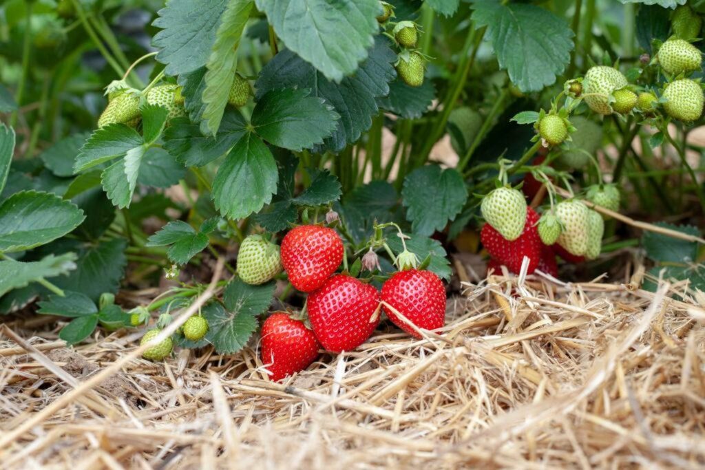 strawberries mulched with straw