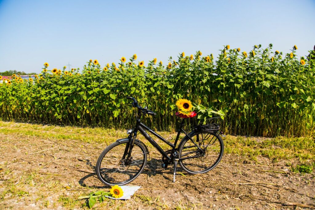 Picking sunflowers by bike in the field
