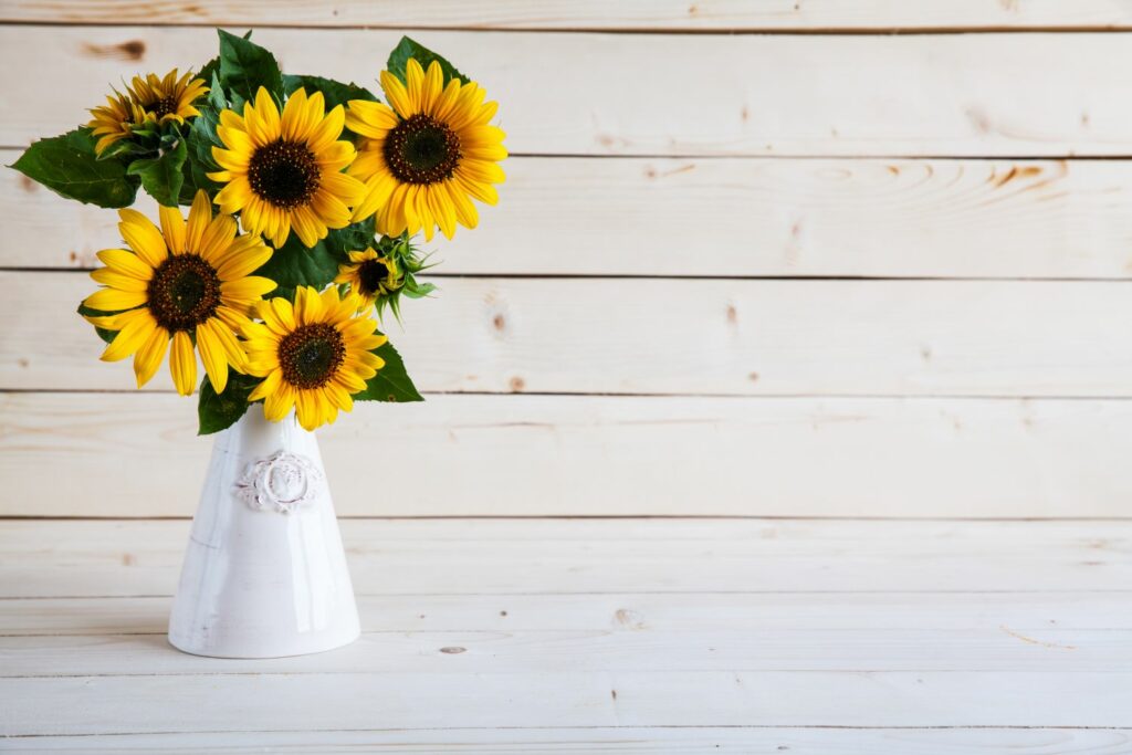 Cut sunflowers in a white vase