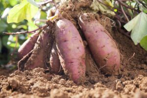 Sweet potatoes