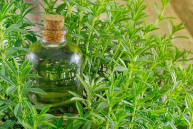 Tarragon: kitchen herb profile