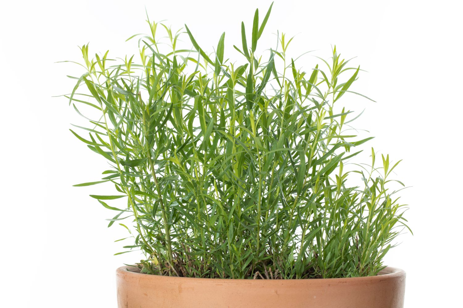 Planting tarragon location, sowing & co. Plantura